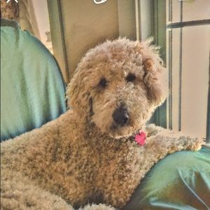 Meet your Posher, Jo ann